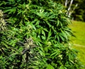 Cannabis-Pflanzen im Outdoor-Bereich