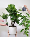 Ficus – verschiedene Arten