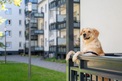 Der treue Begleiter des Menschen: Mehr als zehn Millionen Hunde leben in deutschen Haushalten.