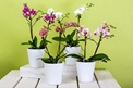 Damit Orchideen gut gedeihen, benötigen sie einen Standort ohne pralle Sonne, die passende Nährstoffzufuhr und die richtige Dosis Wasser