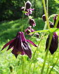 Garten Pflanzen elfenhafte Akeleien (zum vergroessern klicken)