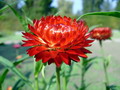 Garten Fruehjahr Klassiker Strohblume Foto manwalk