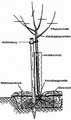 Garten Baeume eine perfekte Obstbaumpflanzung
