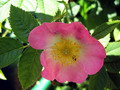 Garten Pflanzen Heckenrosenbluehte (zum vergroessern klicken)