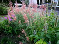 Garten im Herbst Bluetenstauden jetzt pflanzen (zum vergroessern klicken)