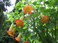 Garten Pflanzen Engelstrompete (zum vergroessern klicken)