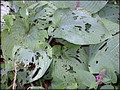 Garten Gartenpflege Schneckenfrass an Hosta