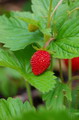 Garten Gartepflege Krankheiten und Schaedlinge bei Erdbeeren