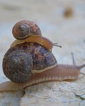 gartenpflege im mai gegen schnecken vorbeugen