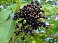 Gartenplanung und Gestaltung Pflanzen Sie eine Hecke voller Leckereien