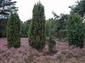 Garten im Herbst Heide in voller Bluete (zum vergroessern klicken)