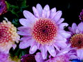 Garten im Herbst  Herbst Chrysanthemen (zum vergroessern klicken)