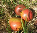 Garten im Herbst Fallobst gleich verwerten