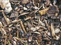 Garten im Herbst Rindenmulch schuetzt vor Frost