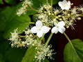 Garten Pflanzen Bluete der Kletterhortensie (zum vergroessern klicken)