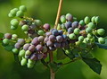 Garten Pflanzen Fruechte der Ilex (zum vergroessern klicken)