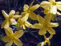 Garten Pflanzen Jasmin blueht manchmal schon im Dezember (zum vergroessern klicken)