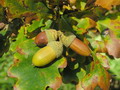 Garten im Herbst Jetzt ist Herbstdekoration angesagt (zum vergroessern klicken)