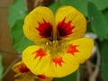 Garten Garten im Sommer Kapuzinerkresse (zum vergroessern klicken)