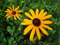 Garten Garten im Sommer leuchtend gelber Sonnenhut (zum vergroessern klicken)