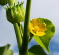 Garten tipps und Ideen Klimawandel schafft neue Probleme im Pflanzenschutz