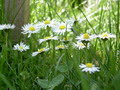 Garten Pflanzen Gaenseblume Foto Steffen Strickrodt (zum vergroessern klicken)