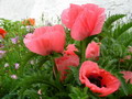 Garten Pflanzen Mohn in lachsrosa (zum vergroessern klicken)