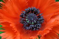 Garten Pflanzen fazinierender Mohn (zum vergroessern klicken)