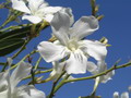 Garten Pflanzen weisser Oleander (zum vergroessern klicken)