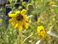 Garten Pflanzen Berlandiera lyriata echte Schokoladenblume (zum vergroessern klicken)