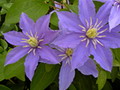 Garten Pflanzen Clematis