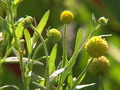 Garten Pflanzen Duftpflanzen Gummibaerchenblume ist eine davon (zum vergroessern klicken)