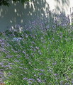 Garten Pflanzen Lavendel immer gut in Form