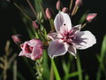 Garten Pflanzen Teichpflanze Schwanenblume