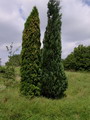 Garten Pflanzen Wacholder in saeulenform (zum vergroessern klicken)