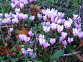 Garten Pflanzen im Garten wachsende Alpenveilchen