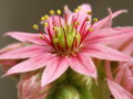 Garten Pflanzen wunderschoene Bluete der Hauswurz (zum vergroessern klicken)