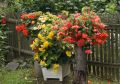 Sommerblumen für den Balkon