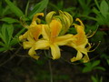 Garten Pflanzen herrlich leuchtende Rhododendron (zum vergroessern klicken)