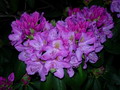 Garten Pflanzen Rhododendren (zum vergroessern klicken)