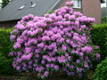 Garten Pflanzen Rhododendron (zum vergroessern klicken)