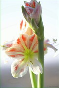 Garten Pflanzen Amaryllis oder auch Ritterstern genannt (zum vergroessern klicken)