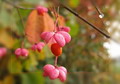 Garten im Herbst Die Frucht eines Pfaffenhuetchens (zum vergroessern klicken)