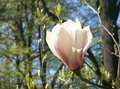 Garten Pflanzen Magnolie (zum vergroessern klicken)