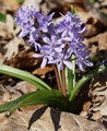 Garten im Herbst Blaustern Scilla (zum vergroessern klicken)