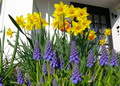 Garten im Herbst Blumenzwiebeln im Topf (zum vergroessern klicken)