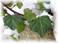 Garten Pflanzen immergruen winterhart Efeu Foto MaryL (zum vergroessern klicken)